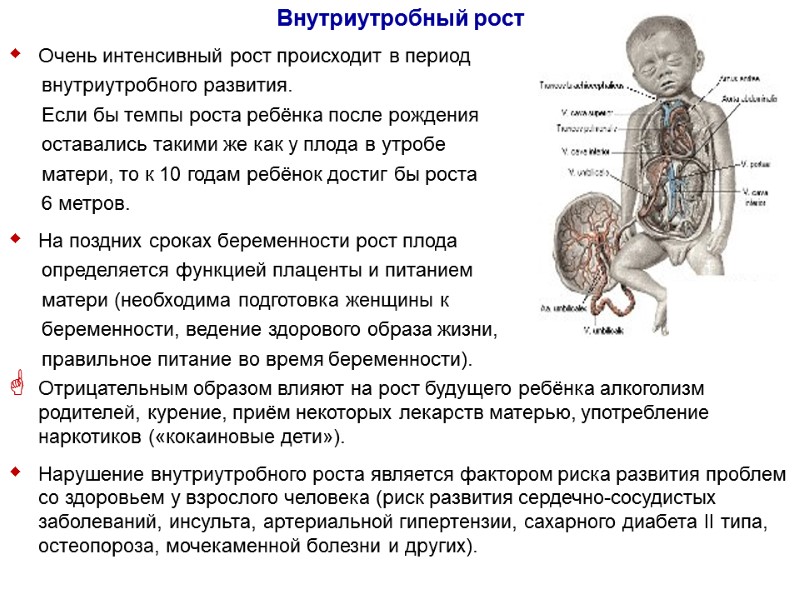 Внутриутробный рост  Очень интенсивный рост происходит в период     